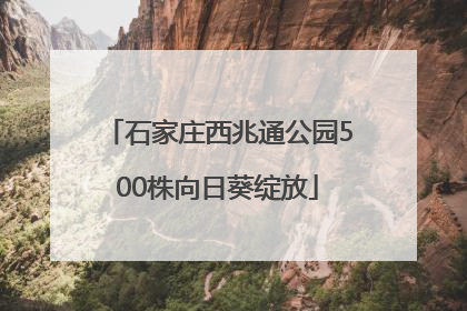 石家庄西兆通公园500株向日葵绽放