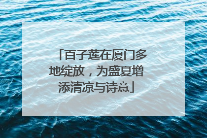 百子莲在厦门多地绽放，为盛夏增添清凉与诗意