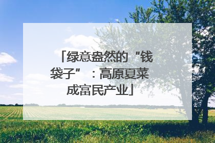 绿意盎然的“钱袋子”：高原夏菜成富民产业