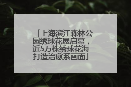 上海滨江森林公园绣球花展启幕，近5万株绣球花海打造治愈系画面