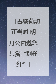 古城荷韵正当时 明月公园邀您共赏“别样红”