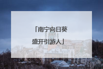 南宁向日葵盛开引游人