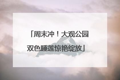 周末冲！大观公园双色睡莲惊艳绽放