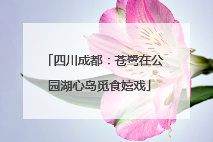 四川成都：苍鹭在公园湖心岛觅食嬉戏