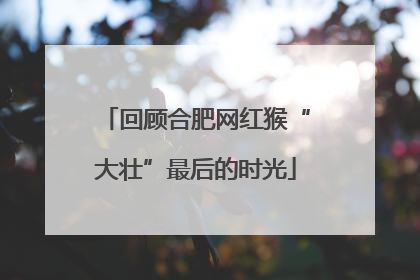 回顾合肥网红猴“大壮”最后的时光