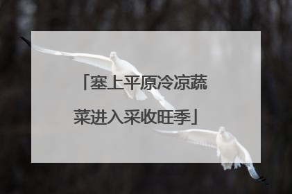 塞上平原冷凉蔬菜进入采收旺季