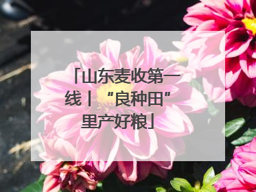 山东麦收第一线丨“良种田”里产好粮