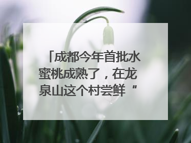 成都今年首批水蜜桃成熟了，在龙泉山这个村尝鲜“第一口”｜寻找和美乡村推荐官