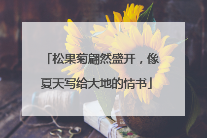 松果菊翩然盛开，像夏天写给大地的情书