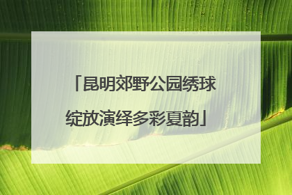昆明郊野公园绣球绽放演绎多彩夏韵