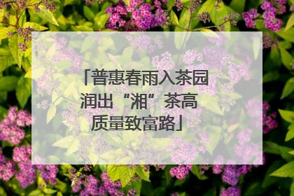 普惠春雨入茶园 润出“湘”茶高质量致富路