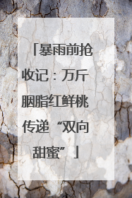 暴雨前抢收记：万斤胭脂红鲜桃传递“双向甜蜜”