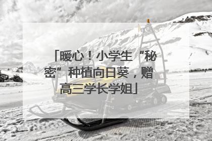 暖心！小学生“秘密”种植向日葵，赠高三学长学姐