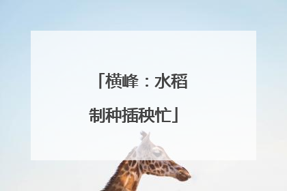 横峰：水稻制种插秧忙