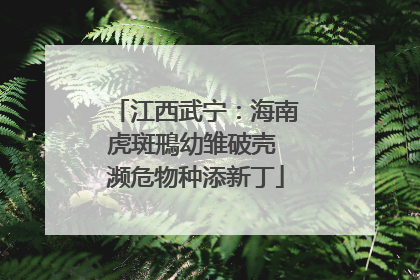 江西武宁：海南虎斑鳽幼雏破壳 濒危物种添新丁