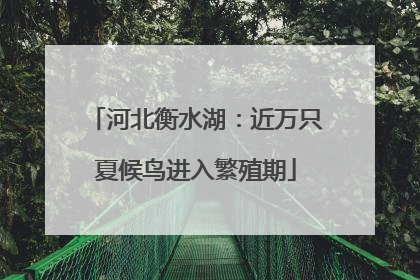 河北衡水湖：近万只夏候鸟进入繁殖期