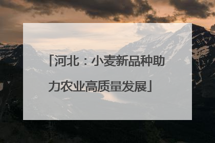 河北：小麦新品种助力农业高质量发展