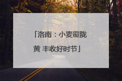洛南：小麦覆陇黄 丰收好时节