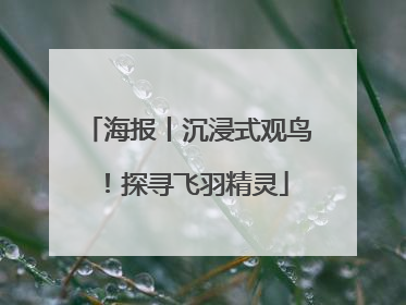 海报丨沉浸式观鸟！探寻飞羽精灵
