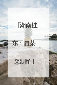 湖南桂东：夏茶采制忙