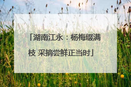 湖南江永：杨梅缀满枝 采摘尝鲜正当时