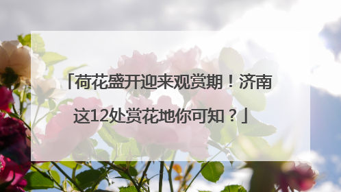 荷花盛开迎来观赏期！济南这12处赏花地你可知？