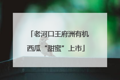 老河口王府洲有机西瓜“甜蜜”上市