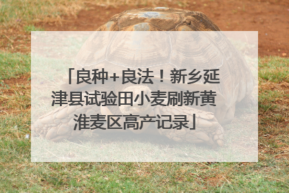 良种+良法！新乡延津县试验田小麦刷新黄淮麦区高产记录