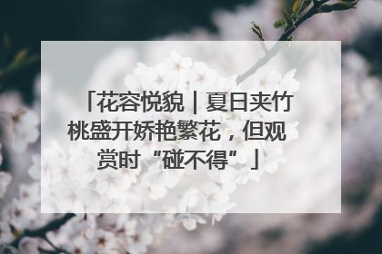 花容悦貌｜夏日夹竹桃盛开娇艳繁花，但观赏时“碰不得”