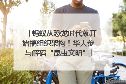 蚂蚁从恐龙时代就开始搞组织架构！华大参与解码“昆虫文明”