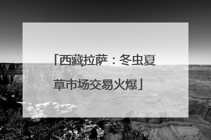 西藏拉萨：冬虫夏草市场交易火爆