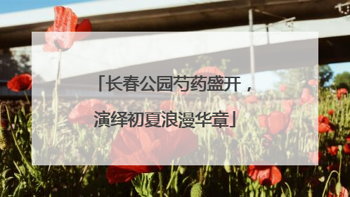 长春公园芍药盛开，演绎初夏浪漫华章