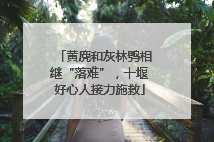 黄麂和灰林鸮相继“落难”，十堰好心人接力施救