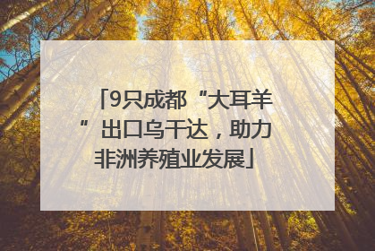 9只成都“大耳羊”出口乌干达，助力非洲养殖业发展
